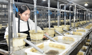 Chuẩn bị nguồn giống tốt đón vụ cá mới