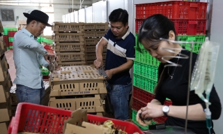 Ứng dụng kỹ thuật, nâng chất lượng con giống