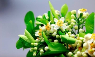 Niềm tin tháng Ba