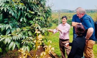 Bắc Ninh: Rà soát mã số vùng trồng và cơ sở đóng gói nông sản