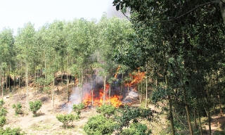 Bắc Ninh chủ động triển khai các biện pháp phòng cháy, chữa cháy rừng