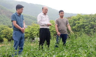 Phát triển cây dược liệu dưới tán rừng Tây Yên Tử