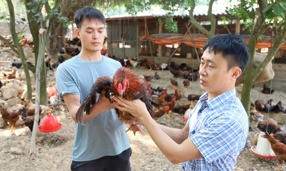 Nông dân Cẩm Lý làm giàu nhờ nuôi gà lai chọi