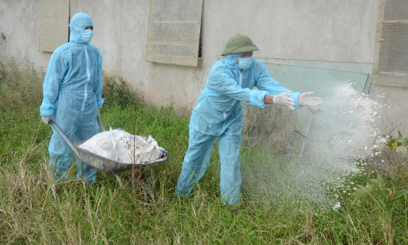 Bắc Ninh: Triển khai các biện pháp phòng, chống dịch tả lợn Châu Phi