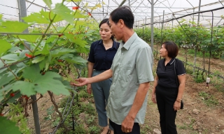 Xã Nhân Thắng: Khuyến khích tích tụ ruộng đất, phát triển nông nghiệp xanh