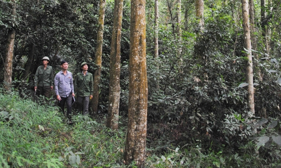 Công ty Lâm nghiệp Yên Thế đi đầu trong phát triển rừng gỗ lớn