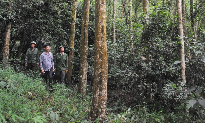 Công ty Lâm nghiệp Yên Thế đi đầu trong phát triển rừng gỗ lớn