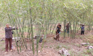 Bắc Ninh: Giá vật tư tăng cao, nông dân chủ động thích ứng