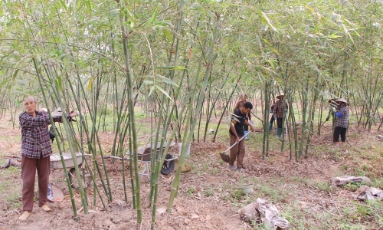  Bắc Ninh: Giá vật tư tăng cao, nông dân chủ động thích ứng