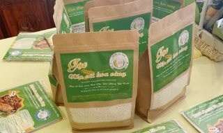 Phát triển thương hiệu gạo nếp cái hoa vàng Đức Lân