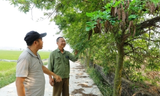 Hiệu quả bước đầu từ trồng cây bồ kết 