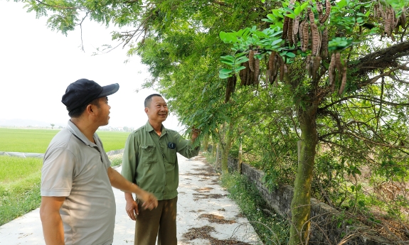 Hiệu quả bước đầu từ trồng cây bồ kết 