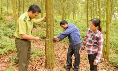  Bắc Ninh: Hơn 29,9 nghìn ha rừng được cấp chứng chỉ quản lý rừng bền vững