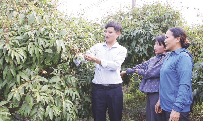  Sản xuất vải thiều: Tăng giá trị, bù sản lượng 