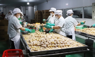 Bắc Ninh: Thực hiện cấp, quản lý mã số vùng trồng, mã số cơ sở đóng gói sản phẩm nông sản