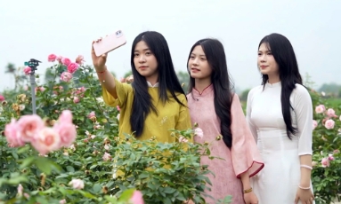  Vườn hồng Yên Dũng - điểm đến đậm sắc hương