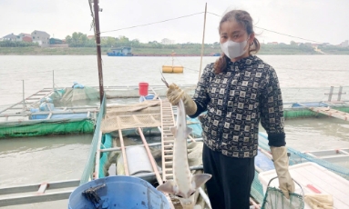  Nhân rộng mô hình nuôi cá tầm trên sông