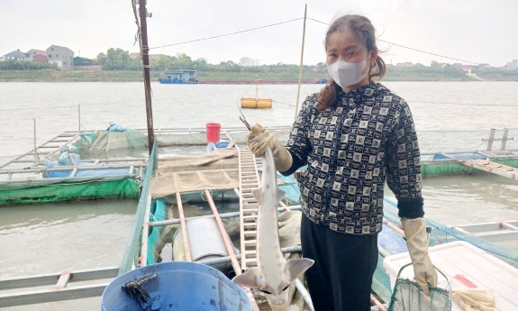 Nhân rộng mô hình nuôi cá tầm trên sông