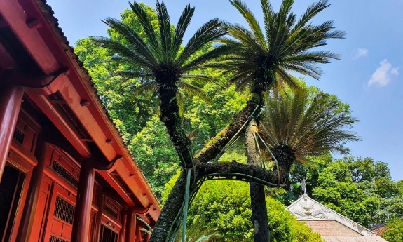 Về thăm đất Tổ