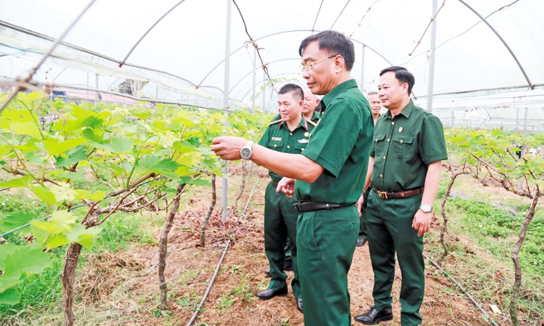  Cựu chiến binh phát huy phẩm chất người lính trong phát triển kinh tế