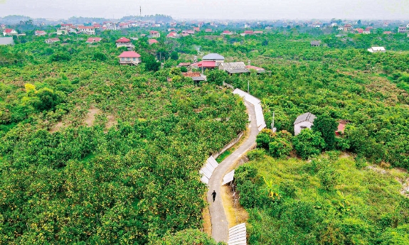 Bắc Ninh phát triển nông nghiệp xanh, đa giá trị