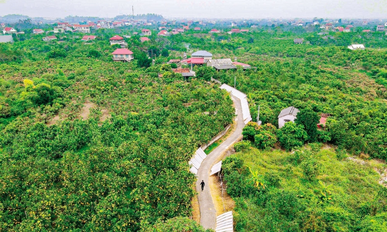  Bắc Ninh phát triển nông nghiệp xanh, đa giá trị