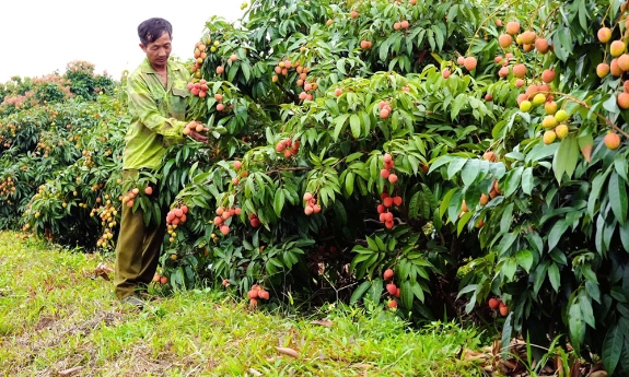 Bắc Ninh triển khai xúc tiến tiêu thụ vải thiều và các nông sản chủ lực