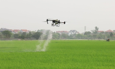  Kịp thời phòng trừ sâu, bệnh hại bảo vệ lúa 