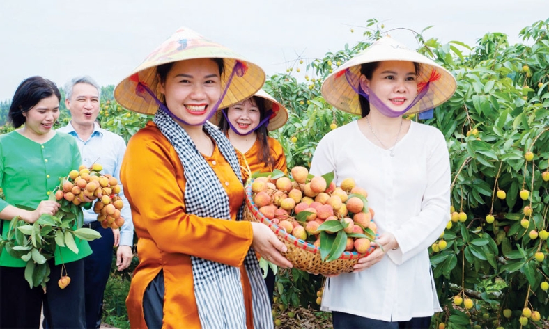  Xuất khẩu vải thiều: Chuẩn hoá mã số vùng trồng, cơ sở đóng gói