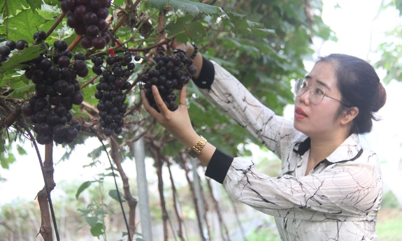 Trải nghiệm hái quả tại vườn nho hạ đen