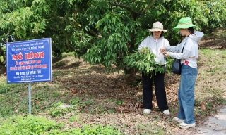 Bắc Ninh kiểm soát chất lượng nông sản từ gốc