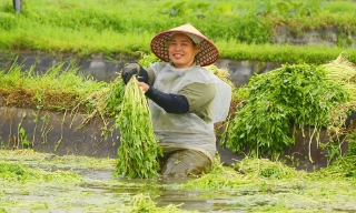 Chi bộ thôn Thanh Lâm lãnh đạo chuyển đổi sản xuất nông nghiệp
