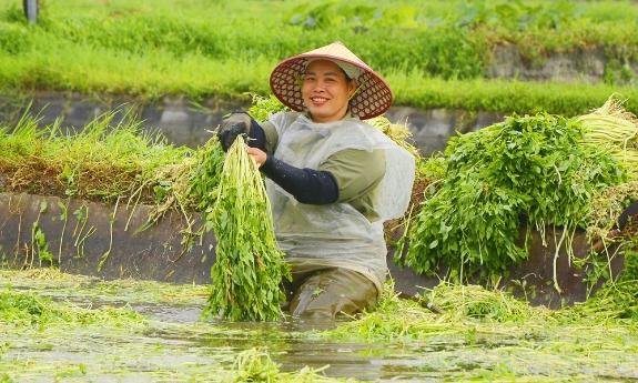 Chi bộ thôn Thanh Lâm lãnh đạo chuyển đổi sản xuất nông nghiệp