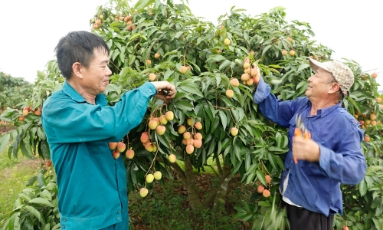  Bắc Ninh bảo đảm các điều kiện tiêu thụ vải thiều thuận lợi