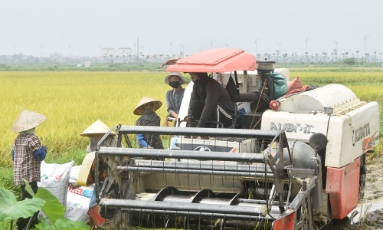  Mỗi xã, phường chọn 3-4 giống lúa chủ lực trong vụ mùa  
