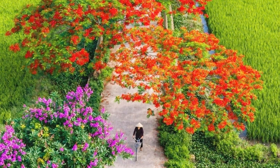 Rực rỡ đường hoa