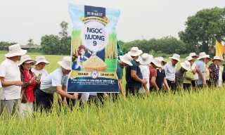 Bắc Ninh hỗ trợ giá thóc giống vụ mùa