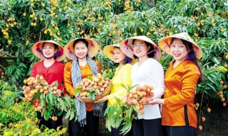 Xúc tiến tiêu thụ vải thiều: Nâng chất lượng, giữ vững thương hiệu