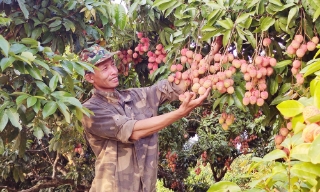 Những triền đồi rực đỏ