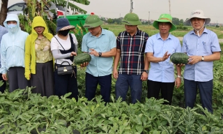 Bắc Ninh quản lý 409 mã số vùng trồng phục vụ xuất khẩu và tiêu thụ nội địa