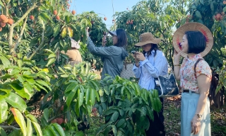 Bắc Ninh: Đồng hành với nông dân xây dựng chuỗi nông sản an toàn 