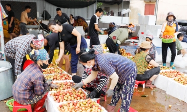  Bắc Ninh: Giá vải thiều cao kỷ lục