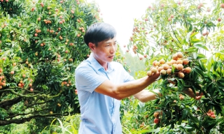 Bắc Ninh: Thu nhập cao từ những vườn vải liên kết ở xã Kiên Lao