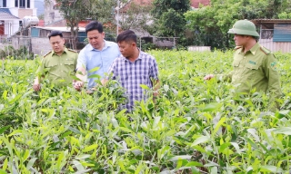  Bắc Ninh: Trồng cây phân tán vượt 16,7% kế hoạch năm