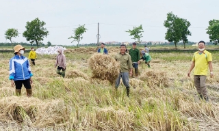 Lợi ích kép từ xử lý rơm rạ 
