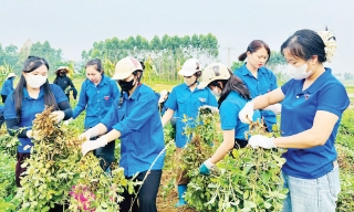 Bắc Ninh: Sắc xanh tình nguyện trong mùa phượng đỏ