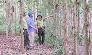 Bắc Ninh: Khai thác lợi thế phát triển rừng gỗ lớn