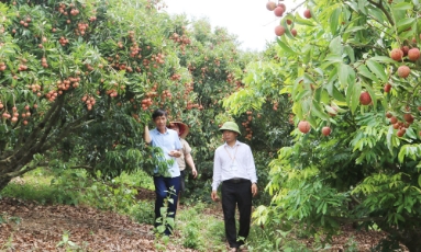  Nhìn lại vụ vải thiều 2026: Giữ thương hiệu, nâng giá trị nhờ chất lượng 