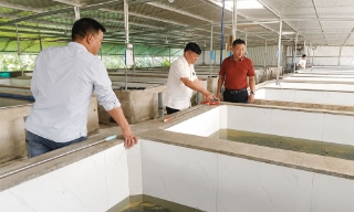 Bắc Ninh: Trang trại nuôi lươn siêu thâm canh cho lợi nhuận hơn 25%