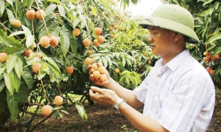 Bắc Ninh: Công nhận 15 Vườn vải đẹp năm 2026